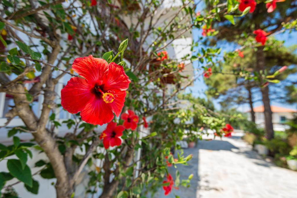 Tassos & Marios Ii * Alykanas (Zakynthos)